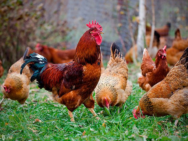 Породы куриц | ЗооТом - продажа, вязка и услуги для животных в Урене
