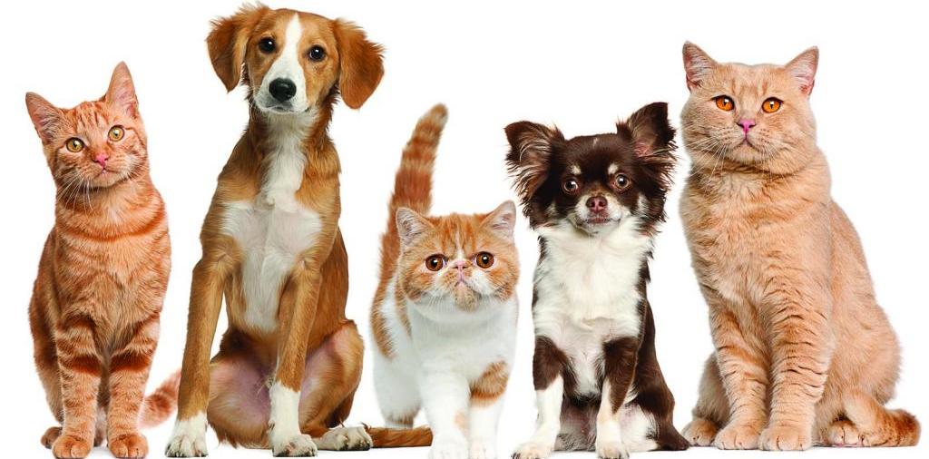 Доска объявлений о животных | ЗооТом - продажа, вязка и услуги для животных в Урене