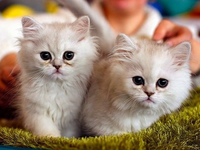 Породы кошек в Урене | ЗооТом портал о животных