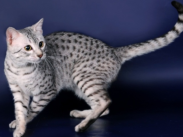 Породы кошек в Урене | ЗооТом портал о животных