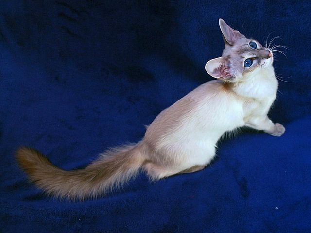 Выведенные породы кошек в Урене | ЗооТом портал о животных