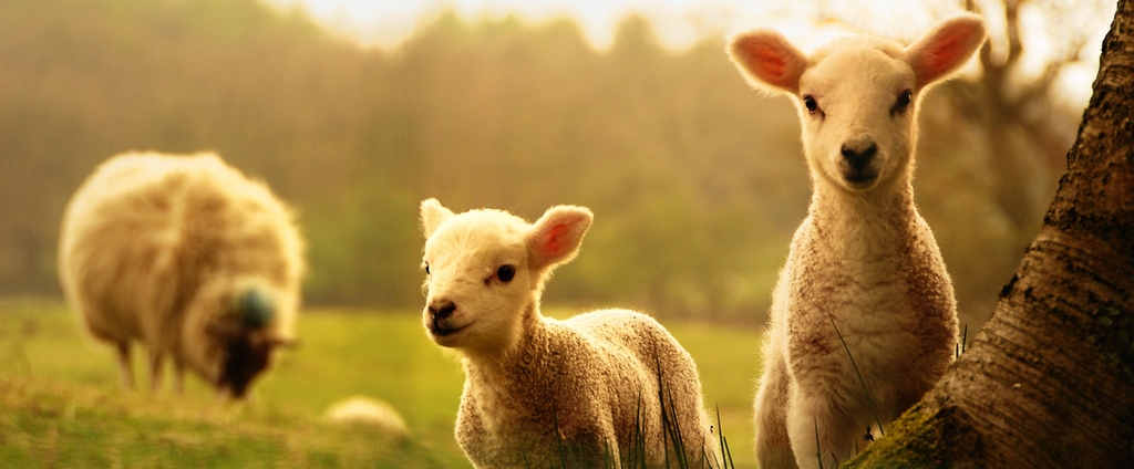 Объявления о сельскохозяйственных животных | ЗооТом - продажа, вязка и услуги для животных в Урене