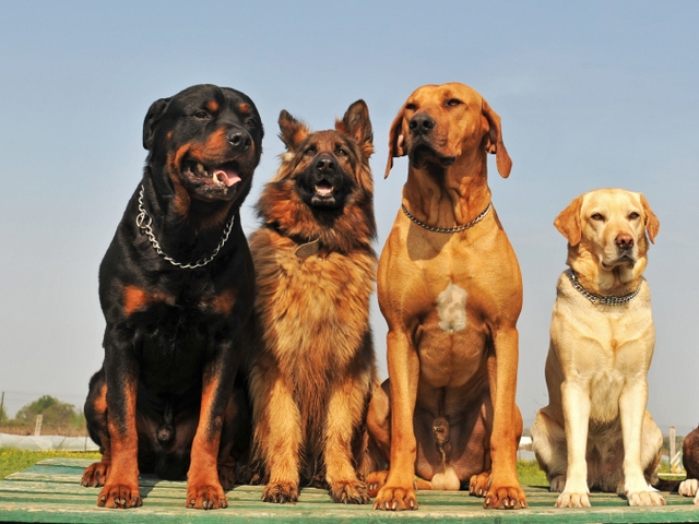 Крупные породы собак в Урене | ЗооТом портал о животных