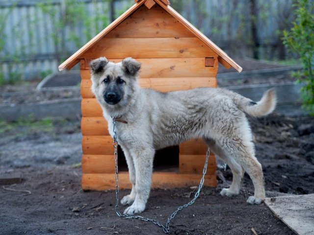 Все о собаках в Урене